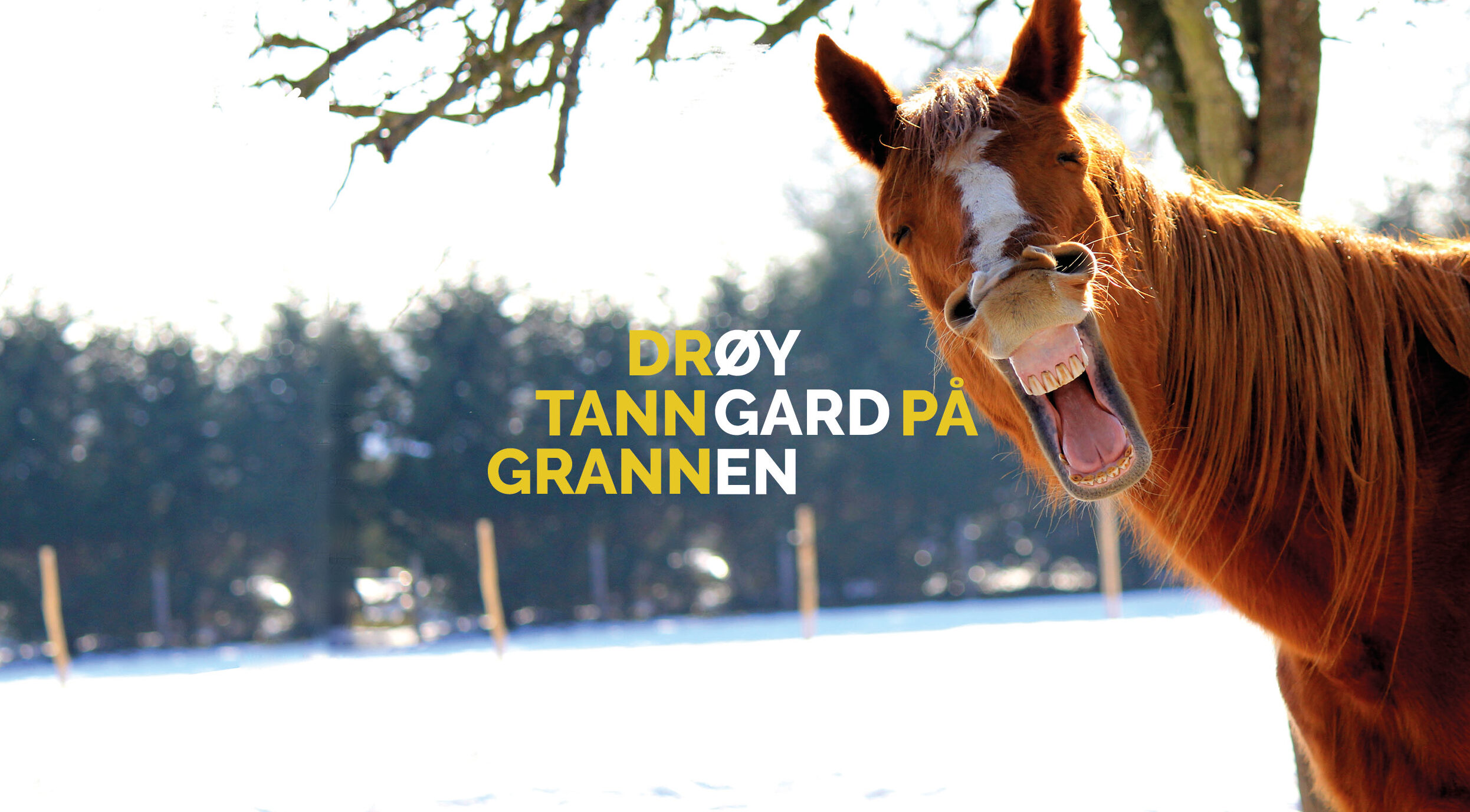 Strilahaiku for øygarden kommune med teksten "Drøy tanngard på grannen", med uthevede delord som sammen utgjør "Øygarden". Bak teksten er et bilde av en smilende hest